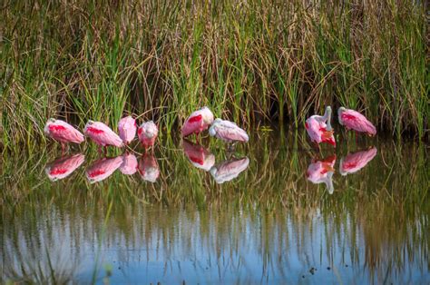 Birders’ Paradise: Visiting The South Padre Island Birding & Nature Center