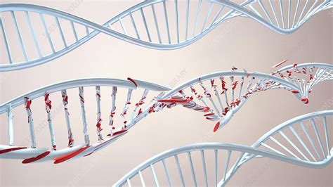 Dna Molecules Illustration Stock Image F025 0527 Science Photo