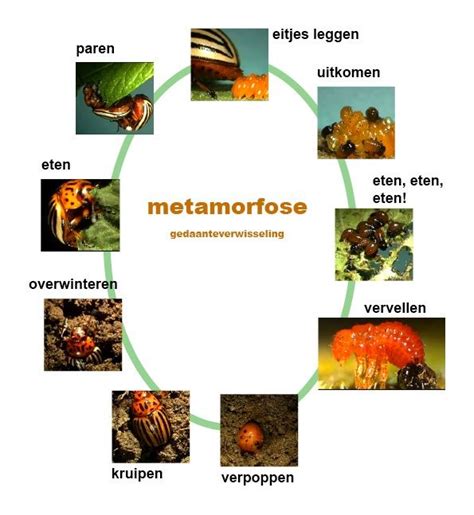 Blad Over De Metamorfose Van Een Kever Gemaakt Door Lot Verlinden