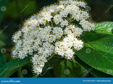 Viburnum Rhytidophyllum Alleghany White Flowers In Spring Garden