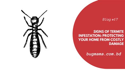 Signs of Termite Infestation: Protecting Your Home from Costly Damage ...