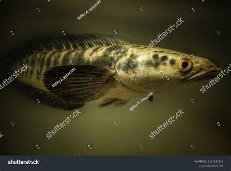 murrel fish images stock   objects vectors shutterstock