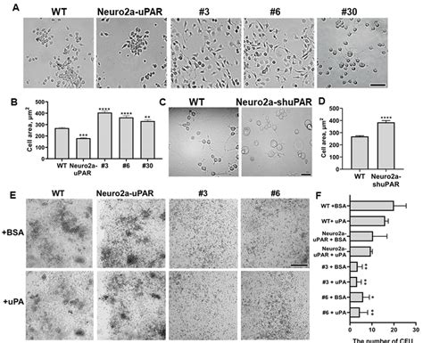 Expression Of Upar Affects Cell Morphology In Neuro A Cells A