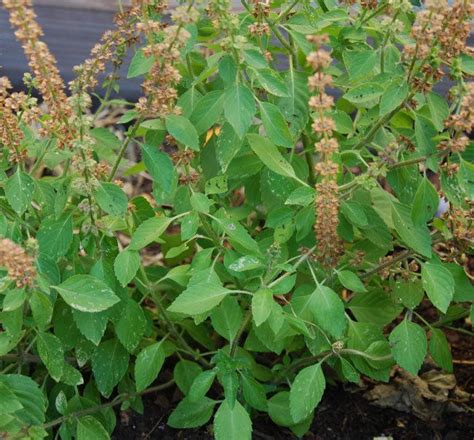 65 best images about Tulasi on Pinterest | Medicinal plants, India ...