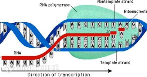 Phiên mã là gì Khám phá quá trình quan trọng trong sinh học phân tử