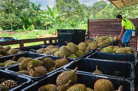 Faktor Yang Membuat Harga Durian Mahal Ternyata Ini Lim Corporation