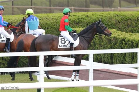 マイネルオフィール Meiner Ophir 競走馬データベース 競馬ラボ