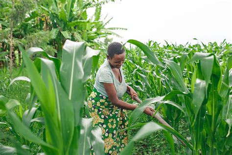 Jaarverslag Green Livelihoods Alliance Milieudefensie