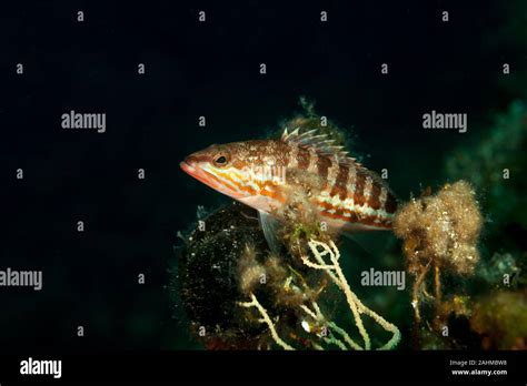 The comber (Serranus cabrilla) is a species of fish in the family Serranidae Stock Photo - Alamy