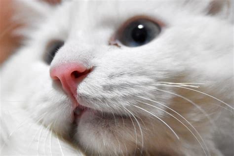 What Causes Black Spots On Cat S Lips Infoupdate Org