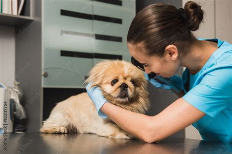 Vet examining the dog in a clinic. Dog examination at vet ambulance. Stock Photo | Adobe Stock