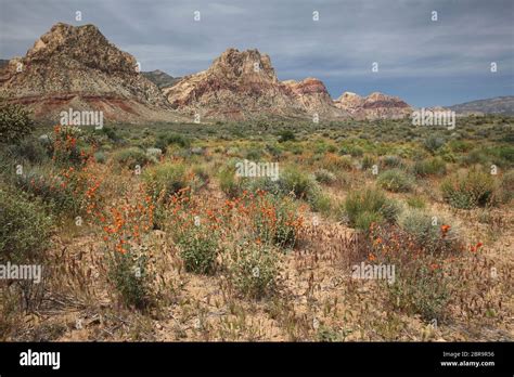 Spring flowers in desert, Nevada Stock Photo - Alamy