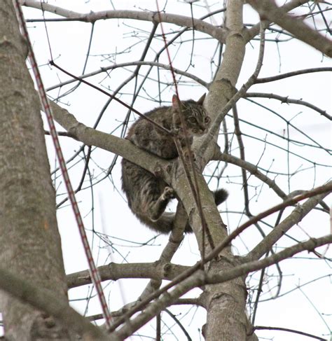 Cat in Tree Quickly Warms Up To ARL Rescue Team - Animal Rescue League ...