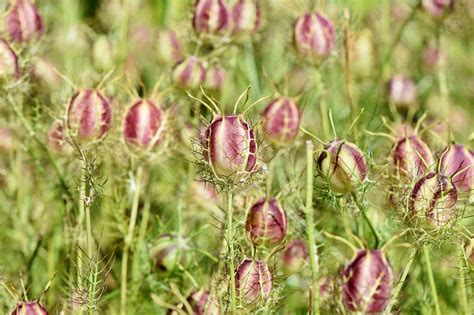 1000 Free Pod And Seed Pod Images Pixabay