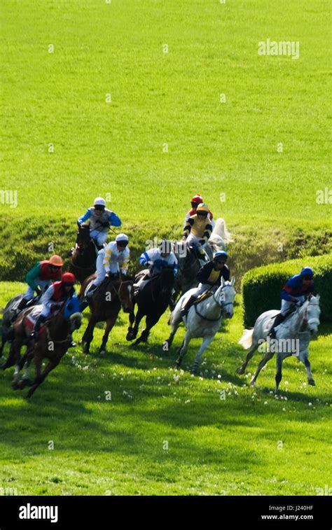 steeplechase horse race Stock Photo - Alamy