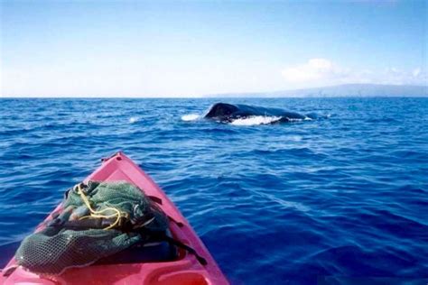 South Maui Whale Watch Kayaking And Snorkel Tour In Kihei Getyourguide