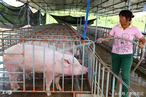 農村養豬：2018年夫妻養豬場為什麼最賺錢？ 每日頭條