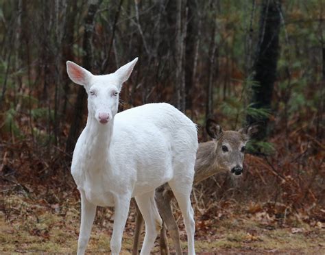 Albino White Tailed Deer Of Boulder Junction Wisconsin