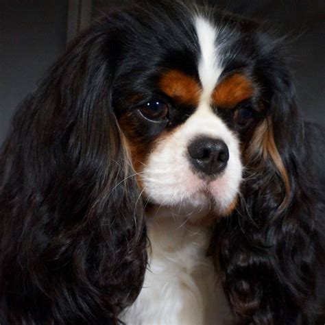 Cambryce Cavalier King Charles Spaniels