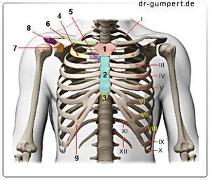 Thorax