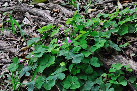 Pink Wood Sorrel