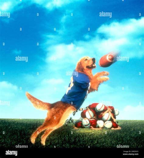 Air Bud Golden Receiver