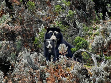 ECUADOR NATURE and WILDLIFE TOURS - EcuadorQuest