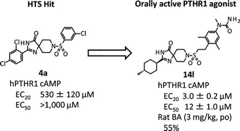 Development Of A Novel Human Parathyroid Hormone Receptor Hpthr