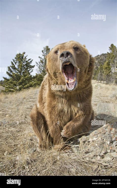 Grizzly Bear Grizzly Bears Ursus Arctos Horribilis Brown Bear