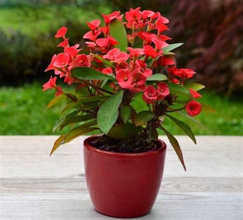 Crown Of Thorns Plant Care Euphorbia Milii Smart Garden Guide