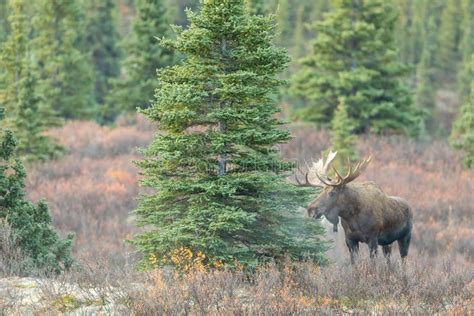 Alaska Yukon Bull Moose In Fall Stock Photo Image Of Autumn Animal