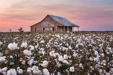 Lch7933 Cotton Fields Pickens Cotton Fields Cotton Field