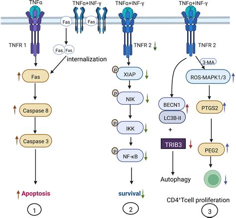 Frontiers The Role Of Tnf α In The Fate Regulation And Functional