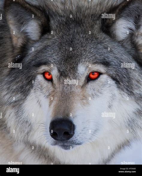 List 99 Wallpaper Wolf With Orange Eyes Full HD 2k 4k