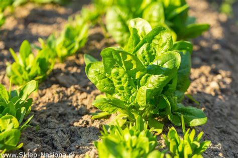 Bio Szpinak Winterreuzen Certyfikowane Nasiona Ekologiczne