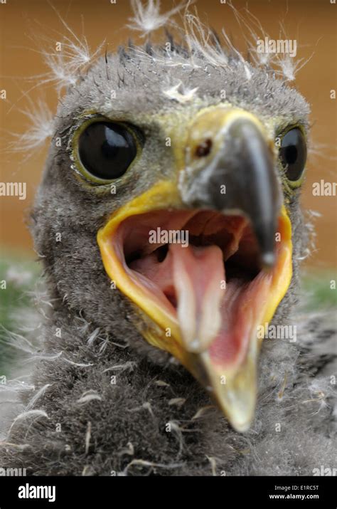 Portrait of a Bald Eagle chick Stock Photo - Alamy