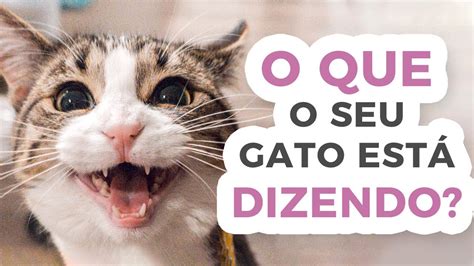 Sons De Gatos E Seus Significados Youtube