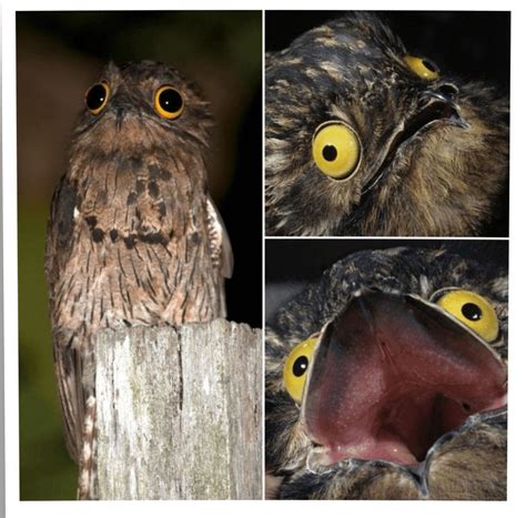 Invest In This Shocked Bird Meme Template Rmemestockmarket