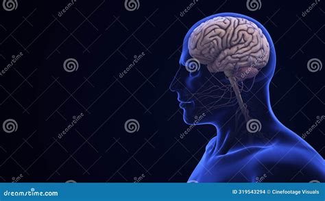 Human Brain Anatomy With Highlighted Cerebellum Stock Illustration