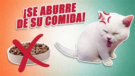 5 Posibles Razones Por Las Que Tu Gato Solo Toma Agua Y Rechaza La