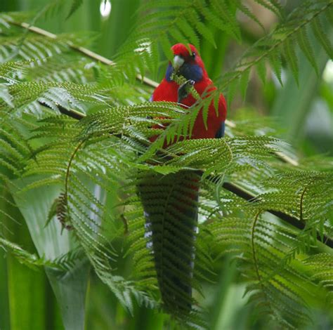 Crimson Rosella Eating Sporangia Of Dicksonia Antarctica Flickr