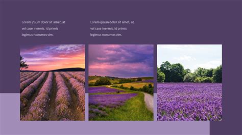 Lavender Presentation PowerPoint Templates Design|Lifestyle