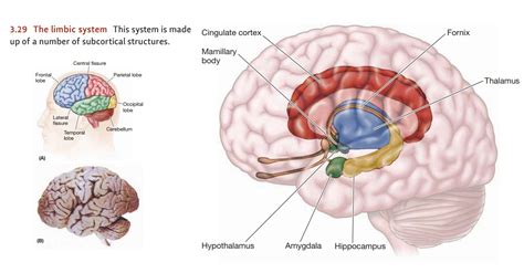 The Anatomy of the Brain