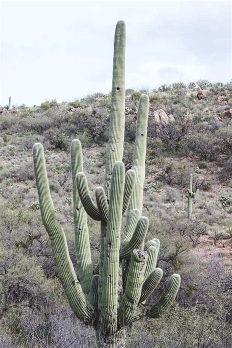 Common Cacti of the Southwest - Sights Better Seen