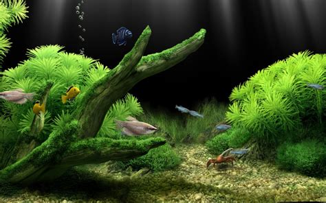 Fish Tank Wallpaper - WallpaperSafari