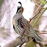 Gambel's Quail
