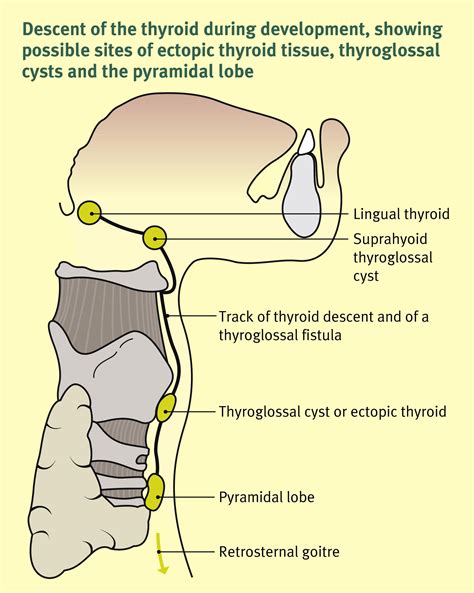 Anatomy Of The Pituitary Thyroid Parathyroid And Adrenal Glands