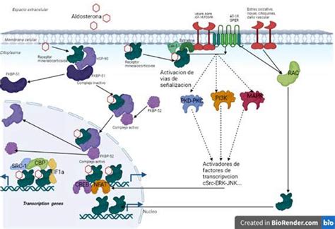 La vía canónica de la acción de la aldosterona y el receptor de