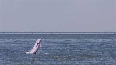 Rare Chinese White Dolphins Spotted In Waters In Se China Cgtn