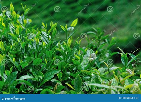 Growing Green Tea Trees Stock Image Image Of Freshness 115756469